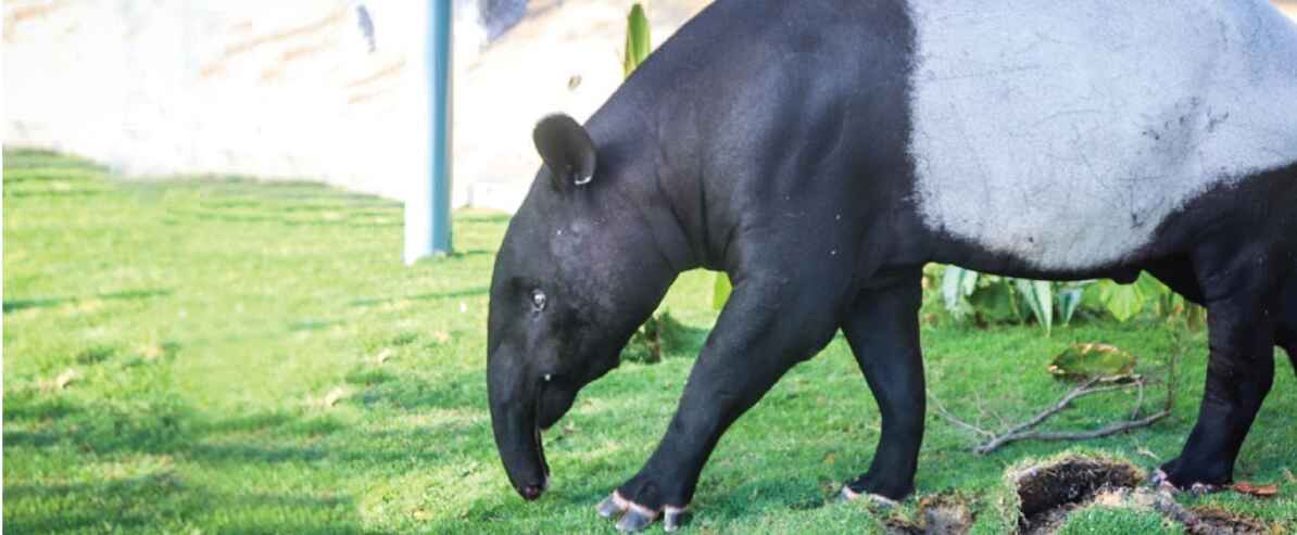 Malayan Tapir animal at 99 Wonderland Park