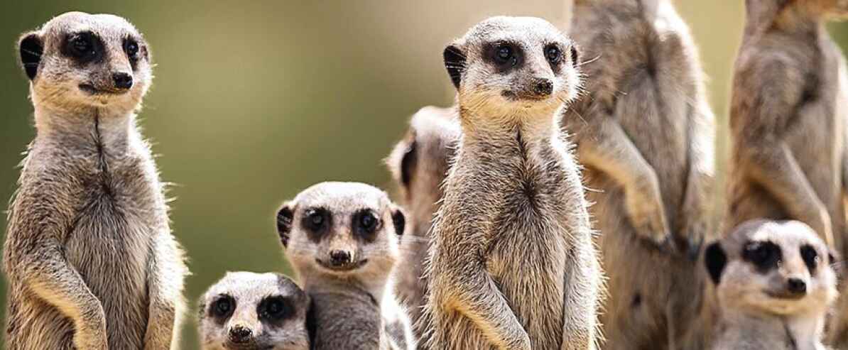 Adorable meerkats at 99 Wonderland Park