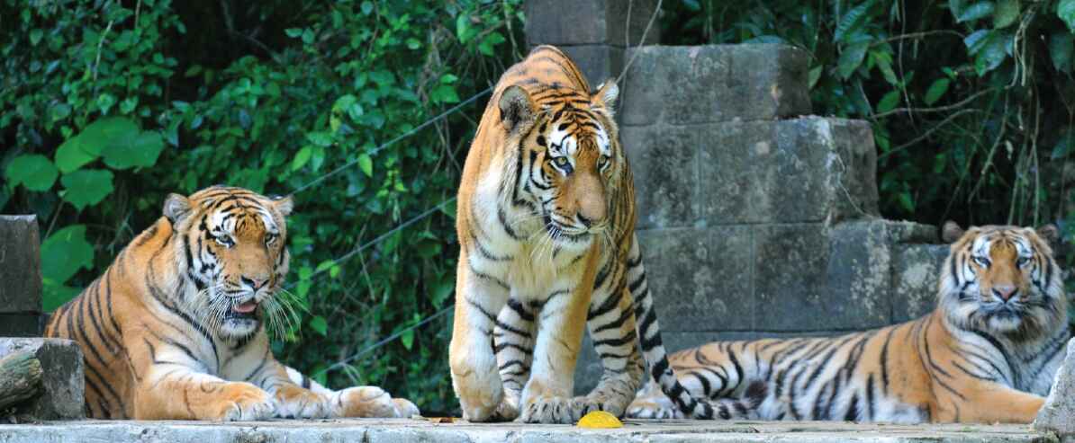 Siberian tigers at Lost World Tiger Valley