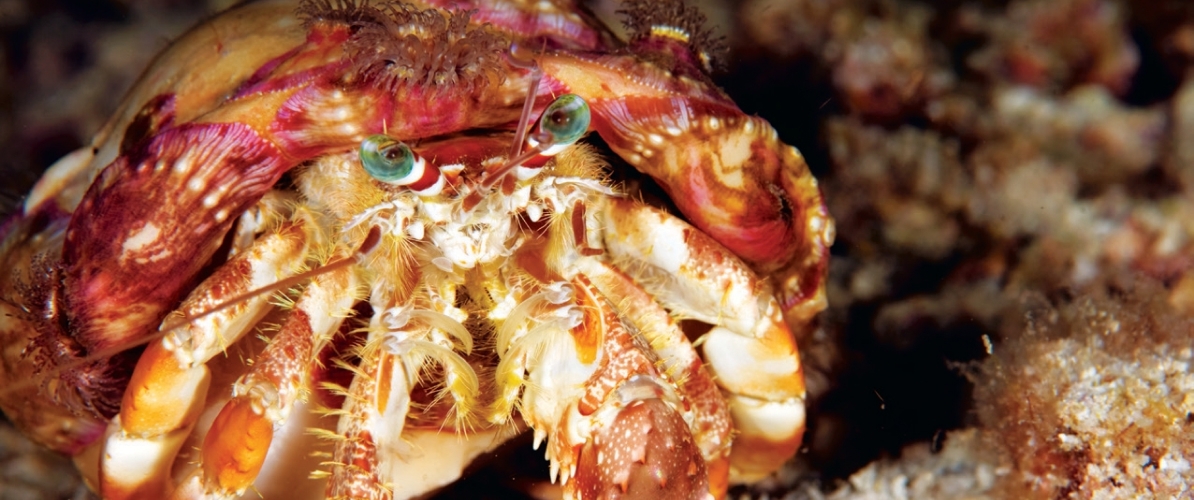 A close-up of a hermit crab found in the rich marine ecosystem Islands of Johor