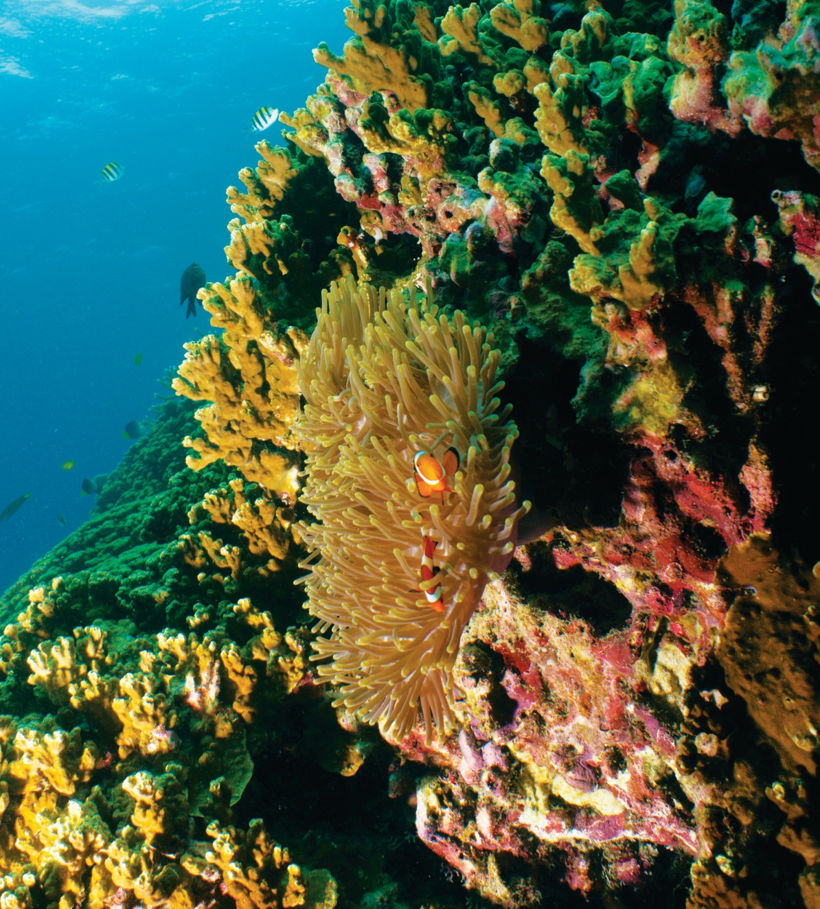 Diver exploring the vibrant coral reefs of Johor's islands