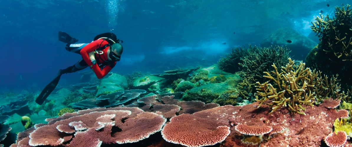 A diver explores the vibrant coral reefs of the islands of Johor