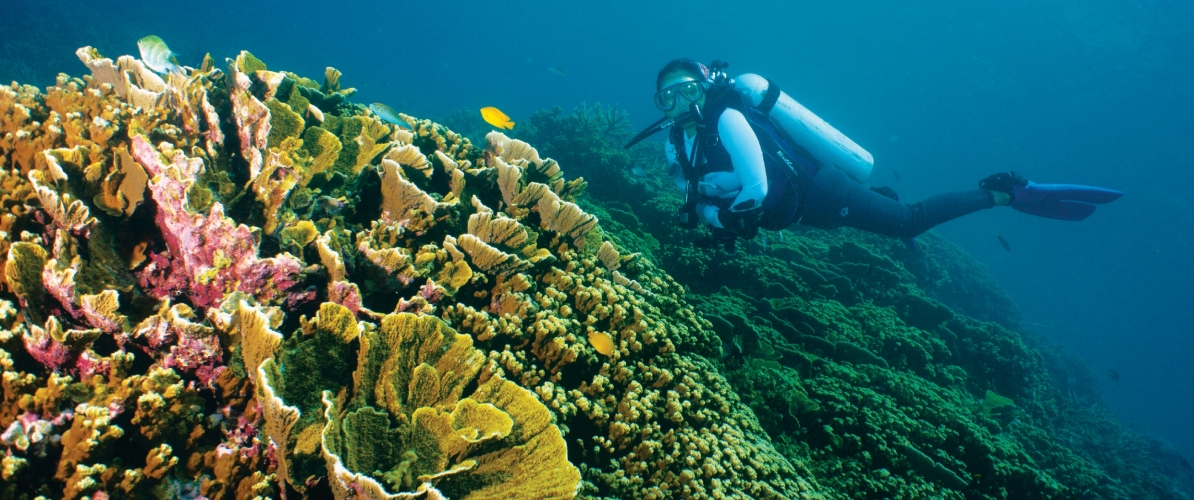 A scuba diver explores the thriving coral reefs of Johor's islands