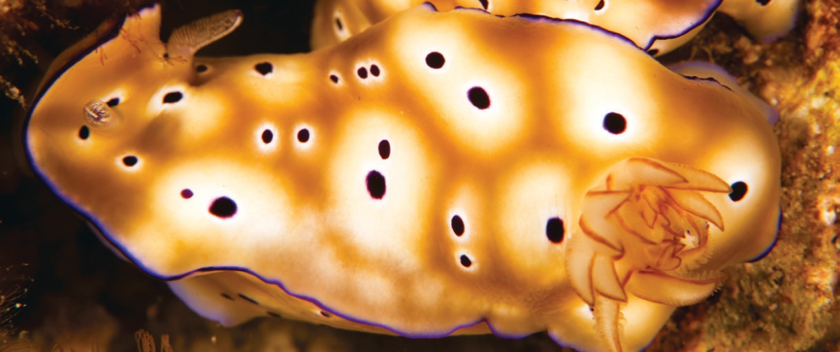 A pair of stunning nudibranchs in water of Islands of Johor