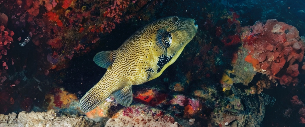 A pufferfish near a colorful reef in Islands of Johor