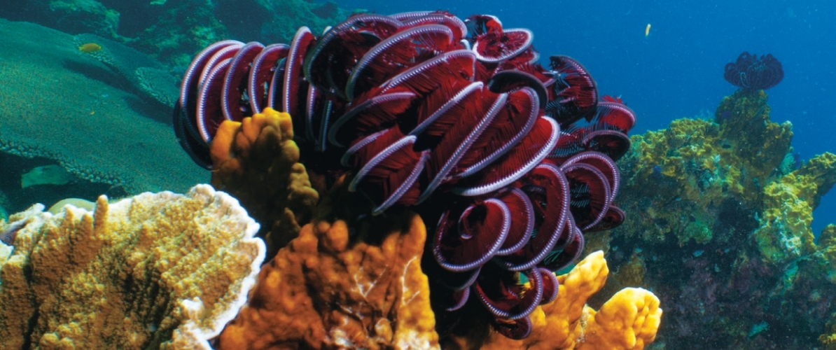 Clownfish swimming among sea anemones of Johor's islands