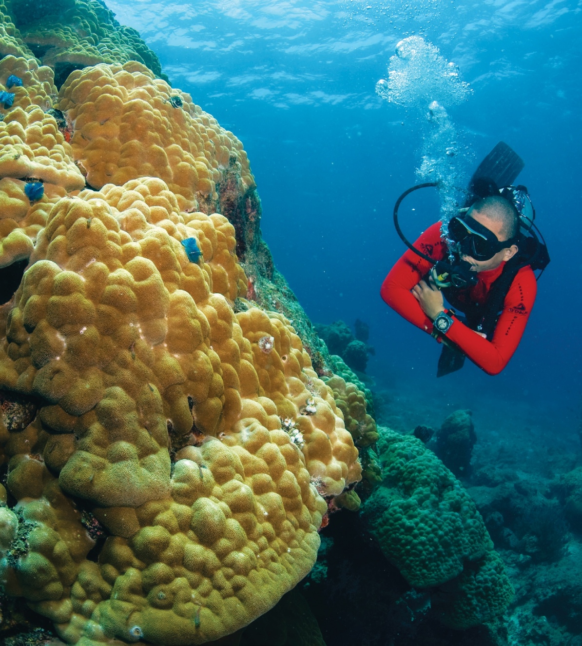 Colorful marine life in the waters of Johor's islands