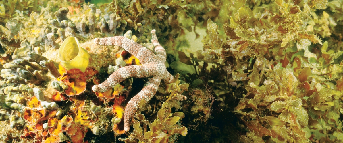 A close-up of a vibrant underwater ecosystem in Labuan