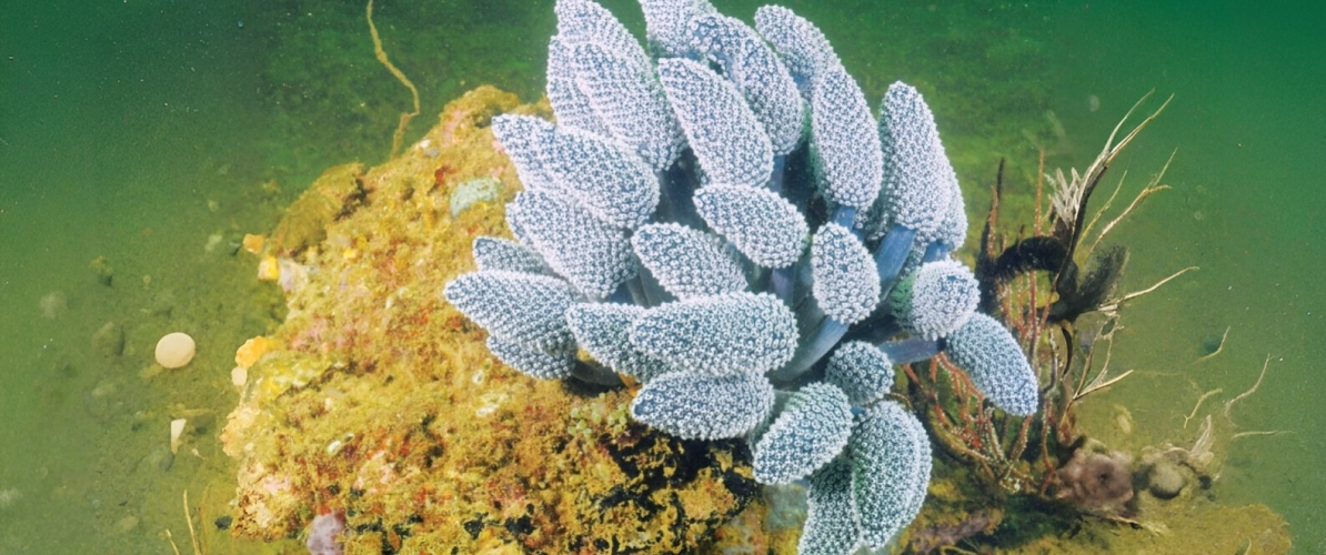 A vibrant underwater scene in Labuan