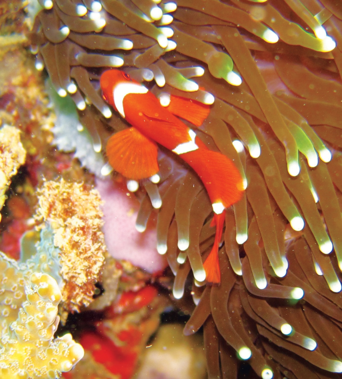 A cluster of large barrel sponges in the ecosystem of Labuan.