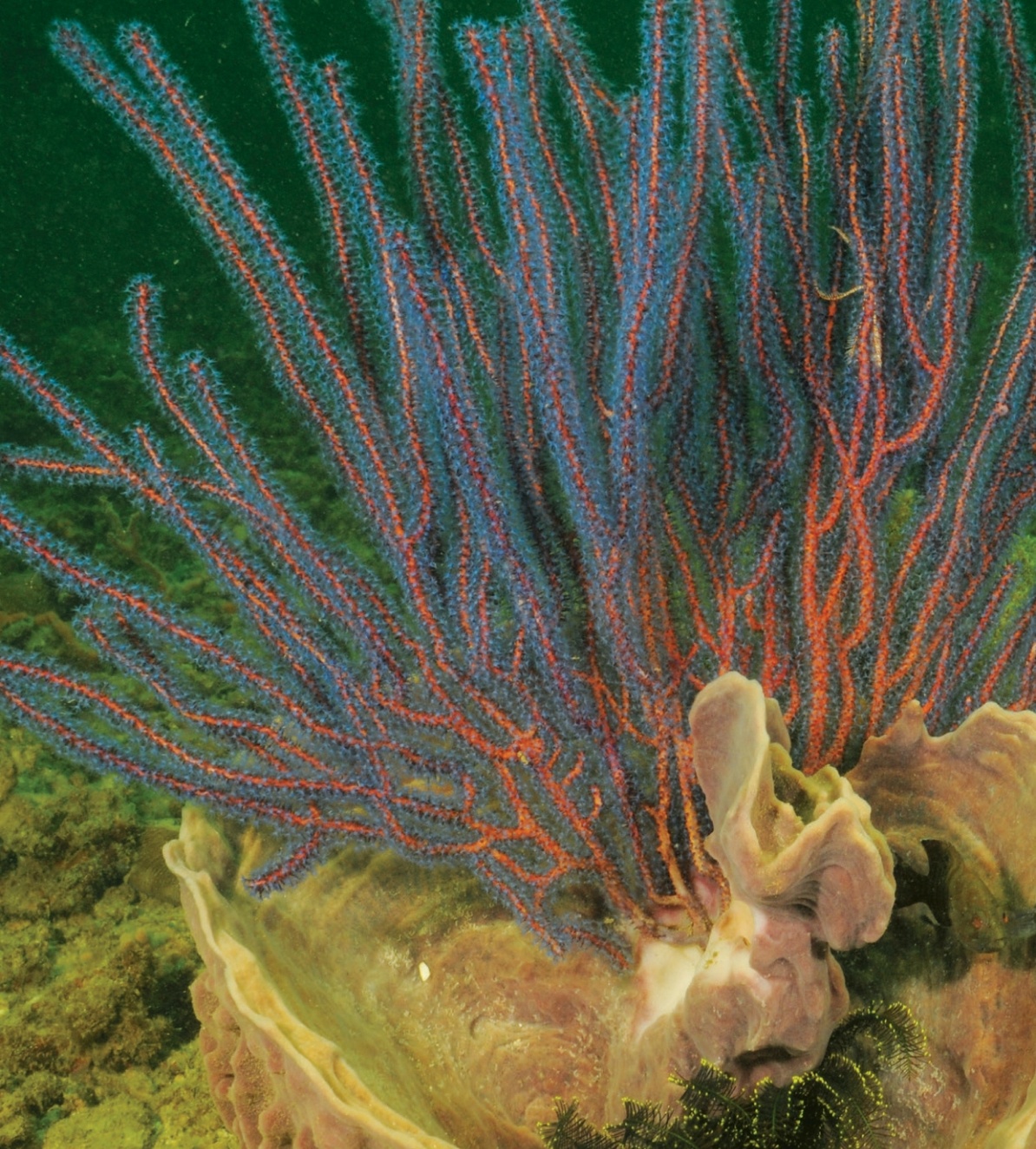 A vibrant red and blue sea fan coral in the underwater biodiversity of Labuan.