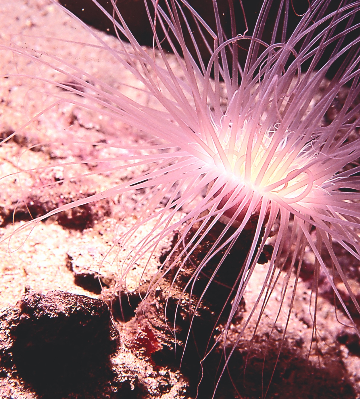 A spiny lobster with long antennae and striped legs resting on a rocky seabed, captured in the underwater world of Pulau Kapas and Pulau Lang Tengah.