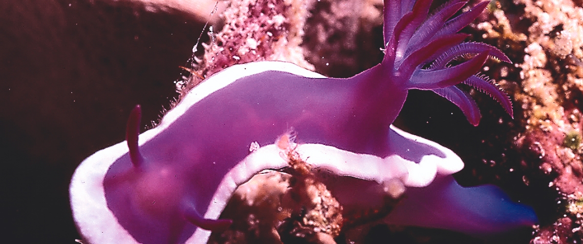 A vibrant purple nudibranch  crawling on a rocky coral reef at Pulau Kapas and Pulau Lang Tengah.