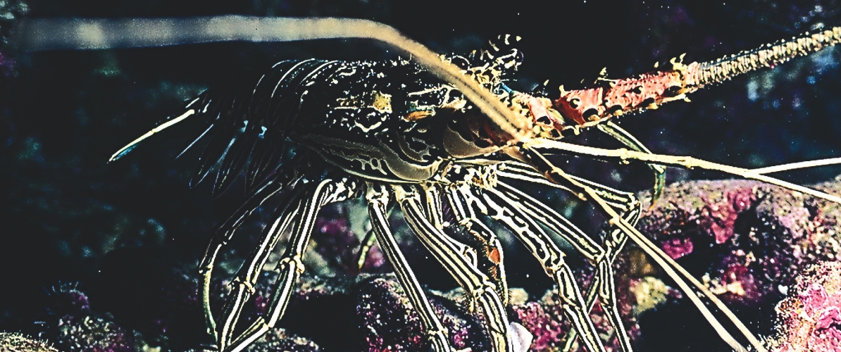 A delicate tube anemone anchored to the sandy seabed at Pulau Kapas and Pulau Lang Tengah.