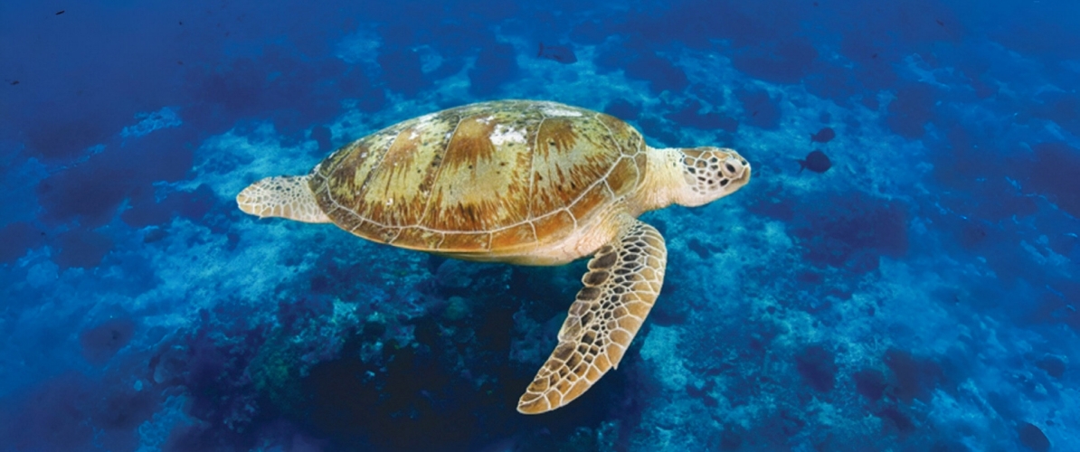 sea turtle swimming in the crystal-clear waters of Pulau Lankayan