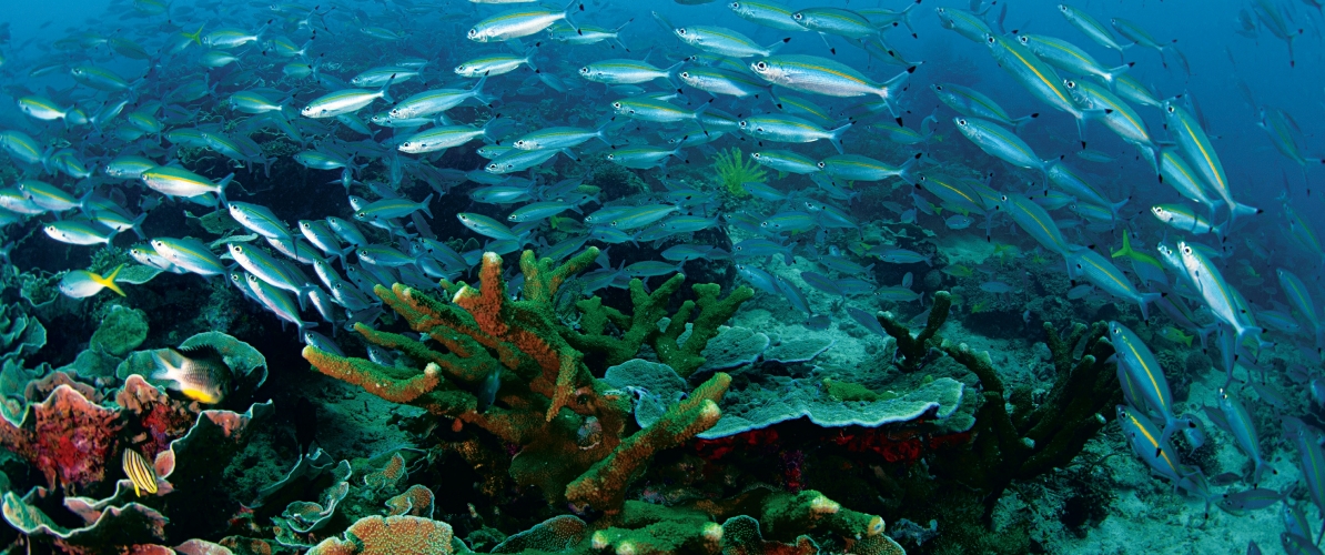 Vibrant coral reef ecosystem in Pulau Lankayan