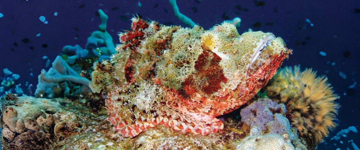 camouflaged scorpionfish resting on a coral reef in Pulau Lankayan