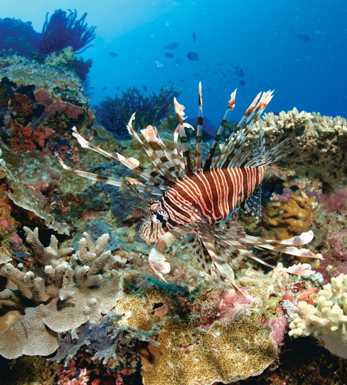 A pair of brilliantly colored mandarin fish swimming near a coral reef in Pulau Lankayan.