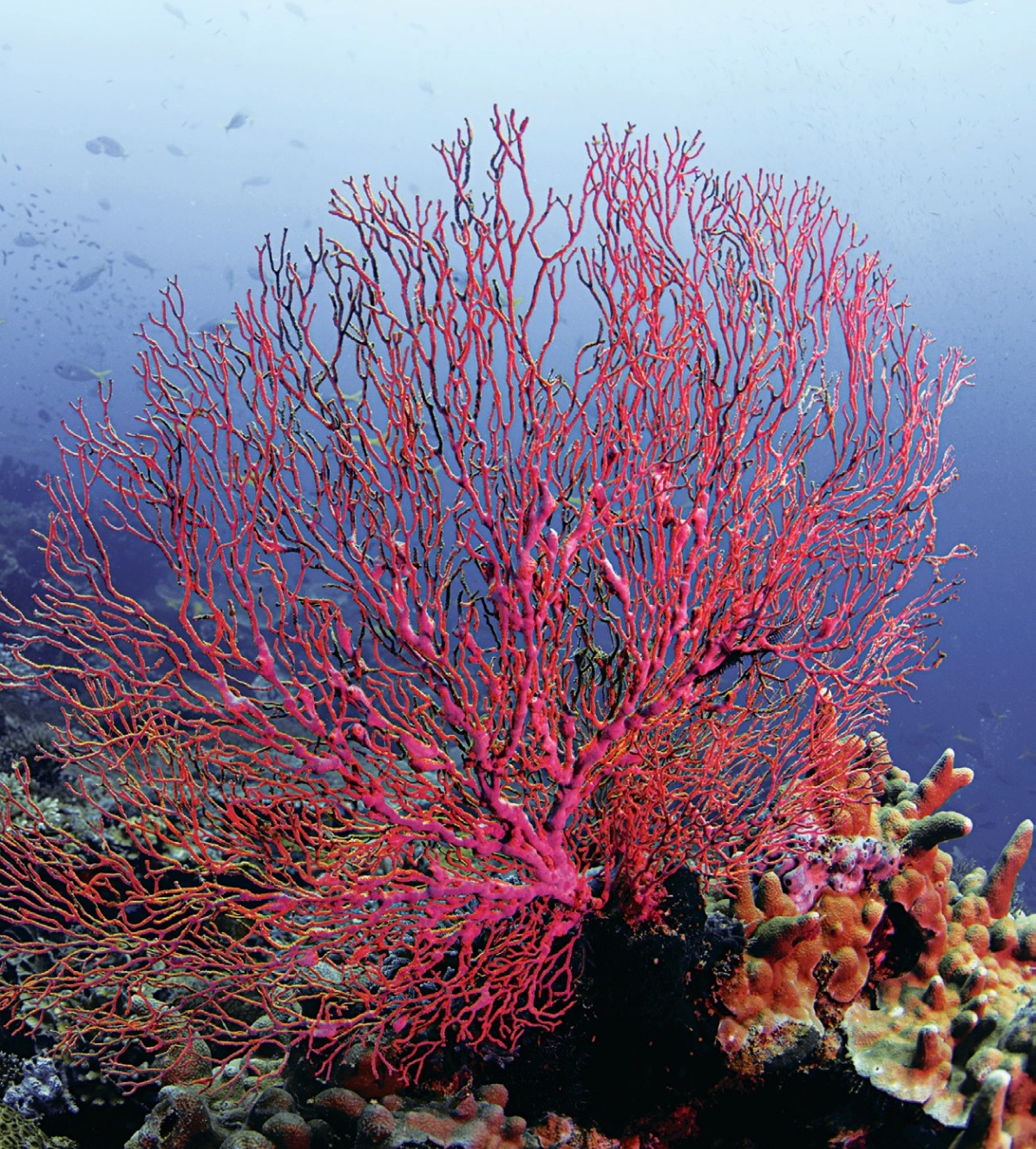 A vibrant red and pink sea fan coral standing out against the deep blue ocean background in Pulau Perhentian