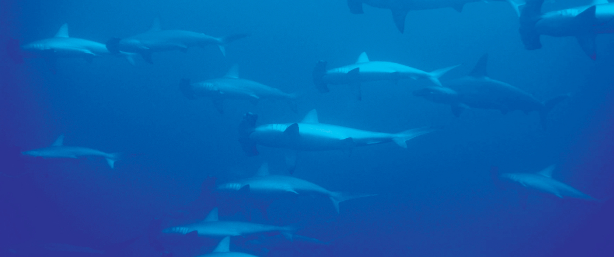 A mesmerizing sight of hammerhead sharks in Pulau Layang-Layang