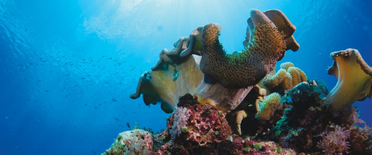 A breathtaking underwater scene from the coral reefs of Pulau Layang Layang