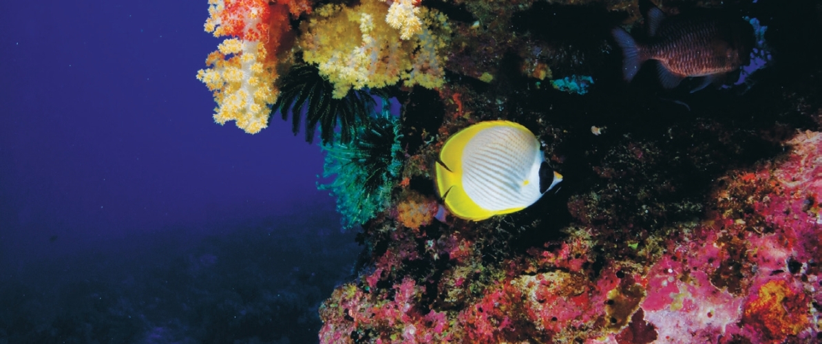 A scuba diver exploring the breathtaking underwater world of Pulau Layang-Layang