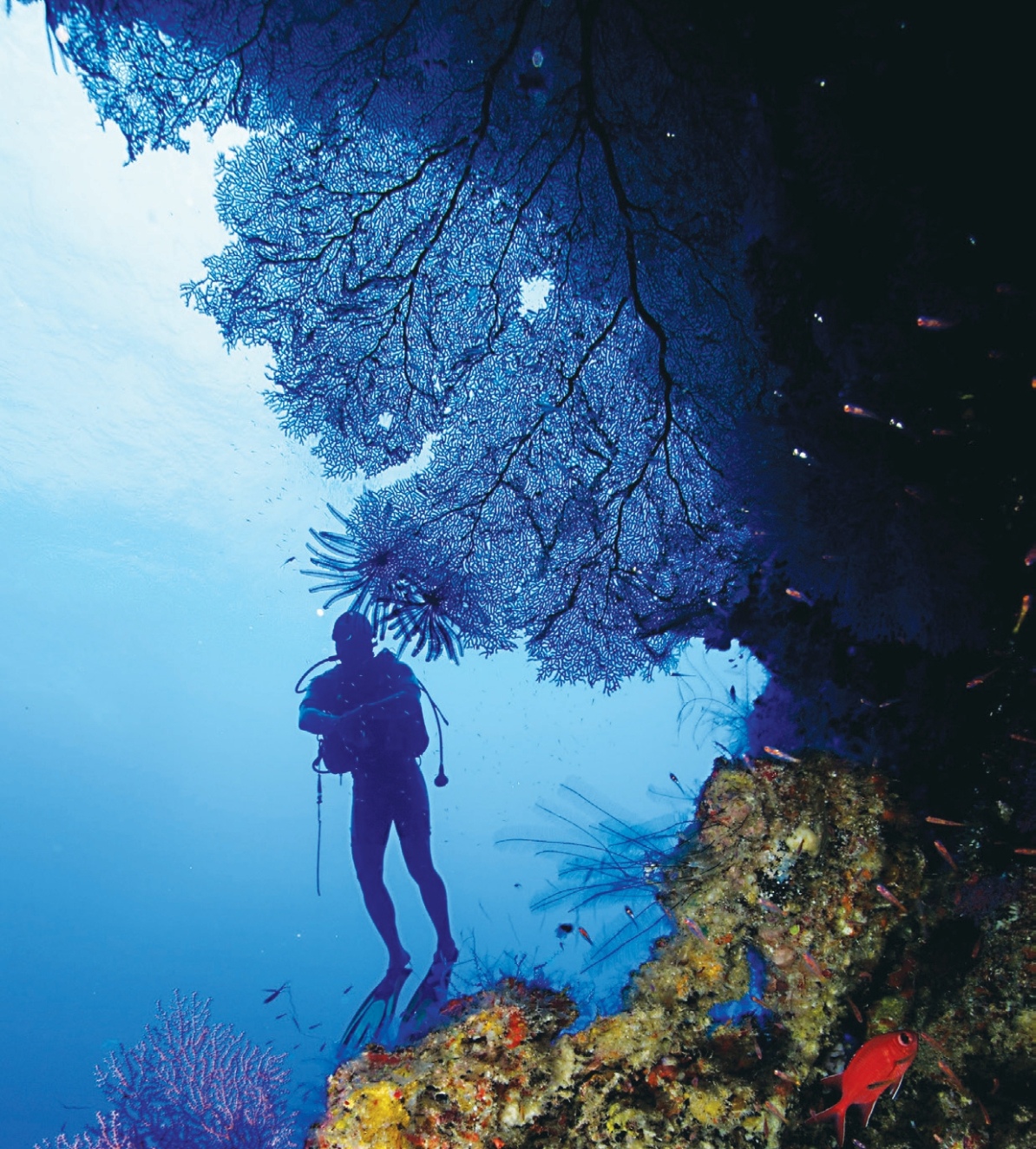 Colorful coral formations and a yellow butterflyfish swimming in the vibrant waters of Pulau Layang-Layang