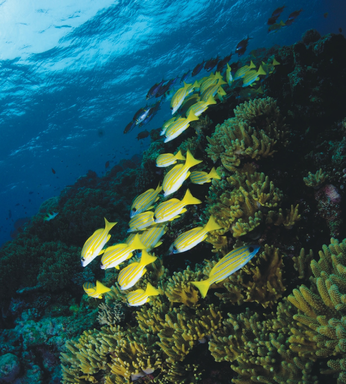 yellow striped fish swimming in the crystal-clear waters of Pulau Layang-Layang