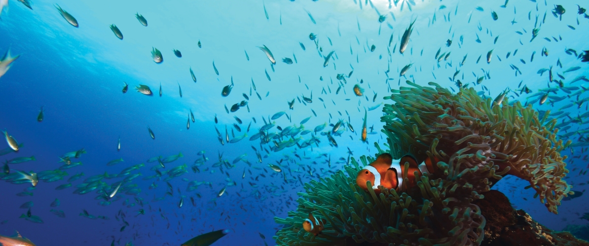 Clownfish swimming among sea anemones in the blue waters of Pulau Perhentian.