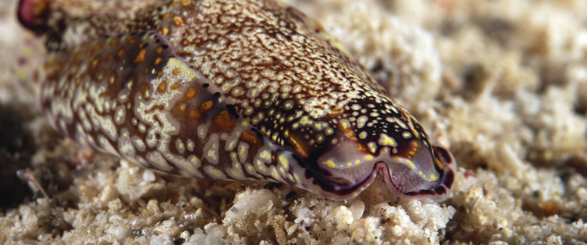 A beautifully camouflaged marine mollusk resting on the sandy seabed of Pulau Perhentian