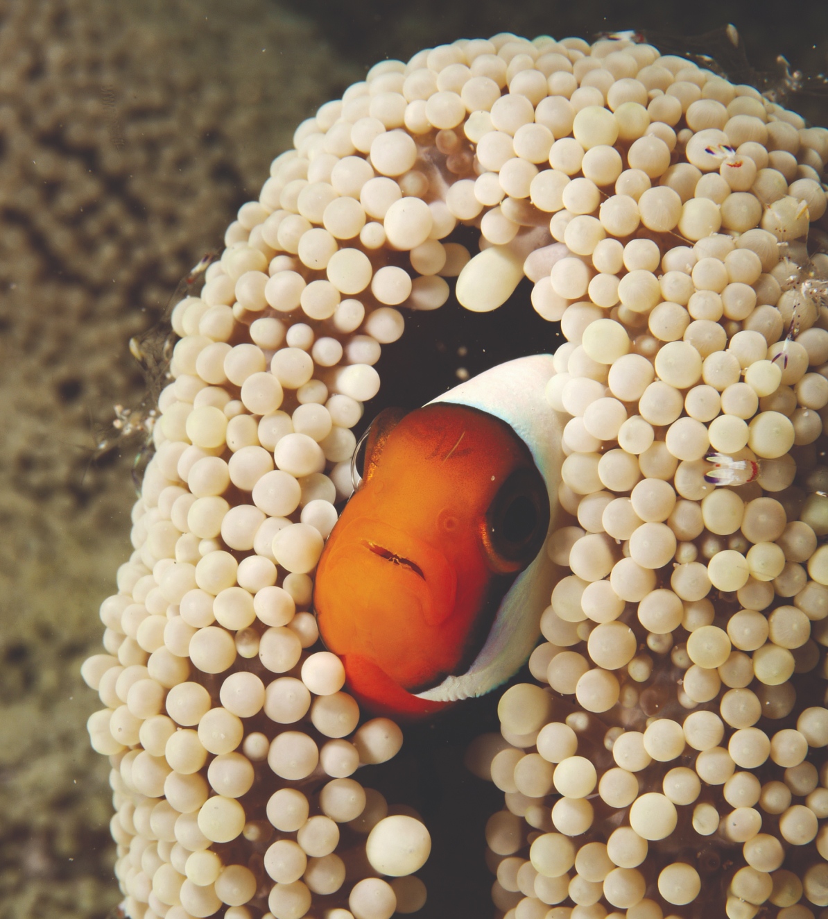 A clownfish peeks out from the tentacles of a sea anemone in Pulau Perhentian