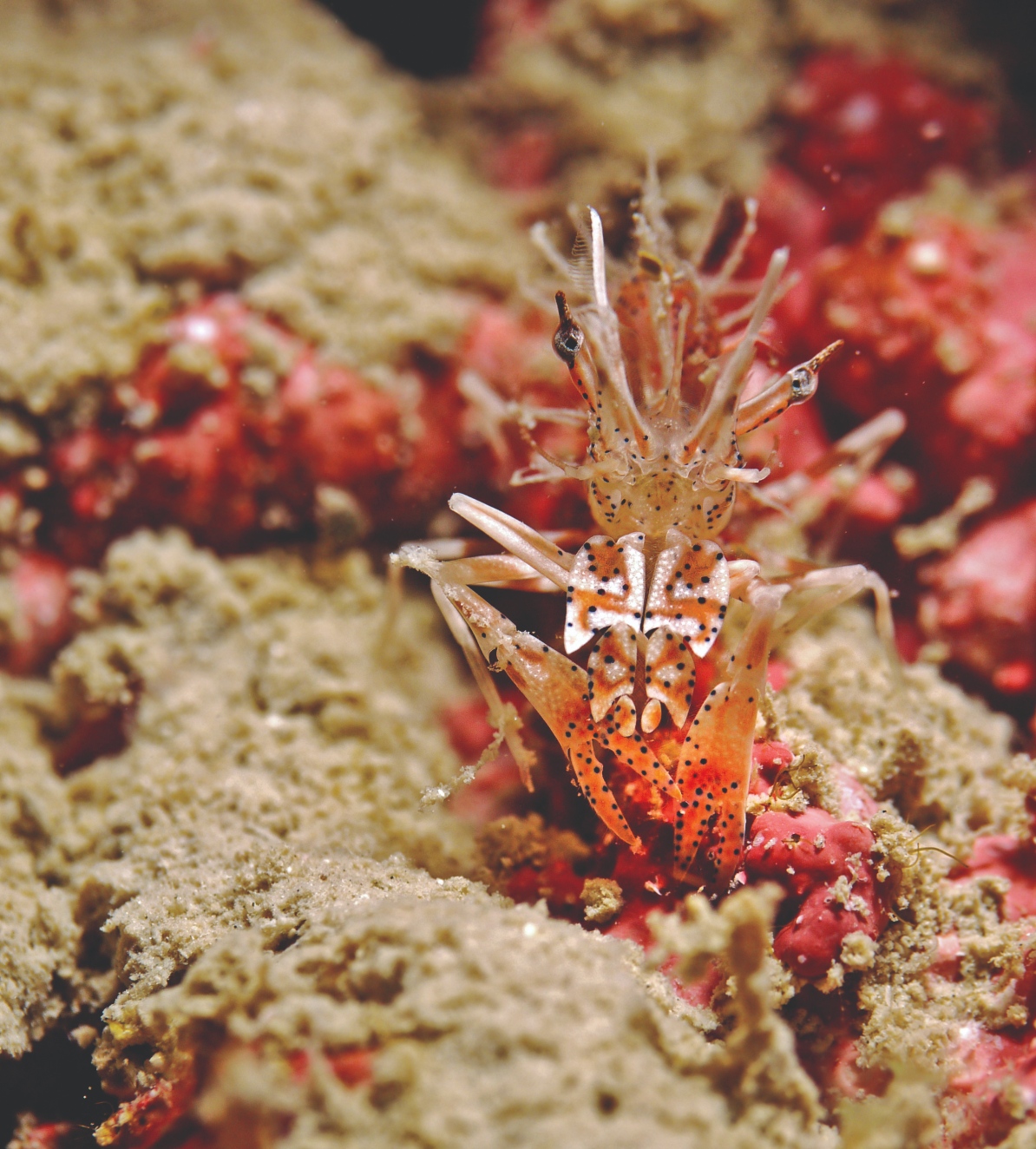 A close-up of shrimp on a coral reef at Pulau Perhentian