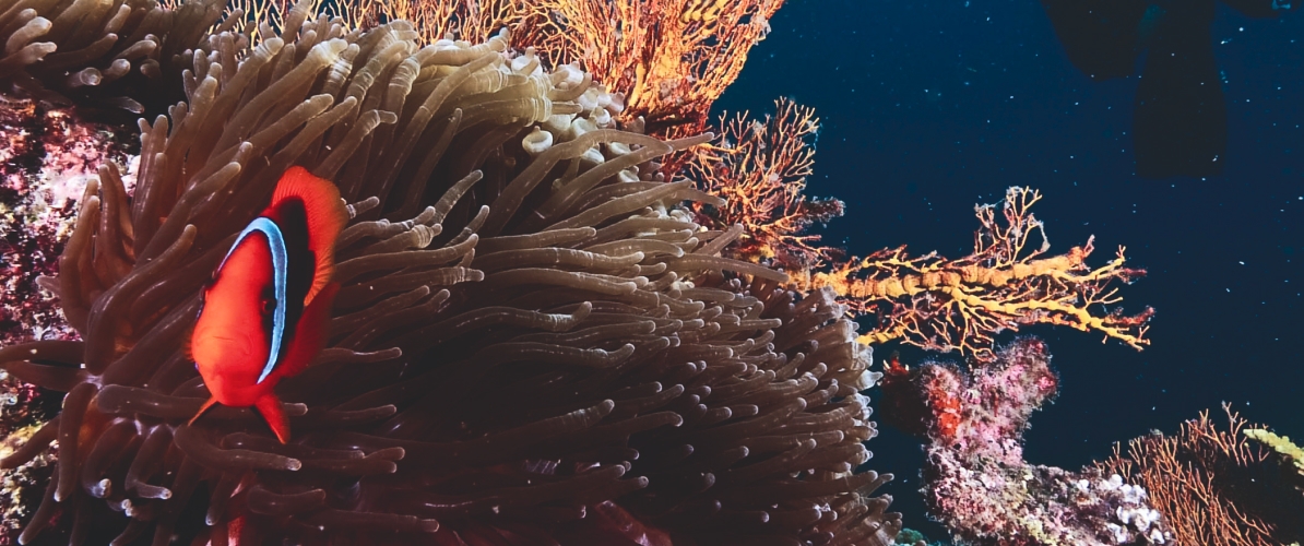 A clownfish swims near a sea anemone with coral and a scuba diver in the background at Pulau Perhentian