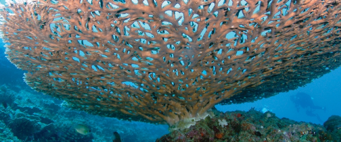 A large table coral underwater at Pulau Redang