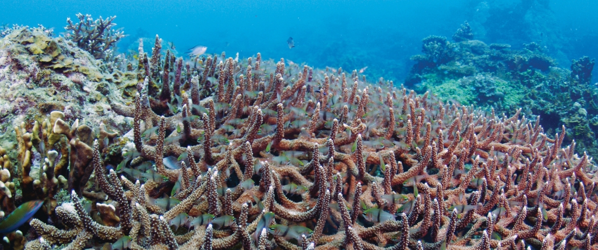 a thriving staghorn coral reef in Pulau Redang