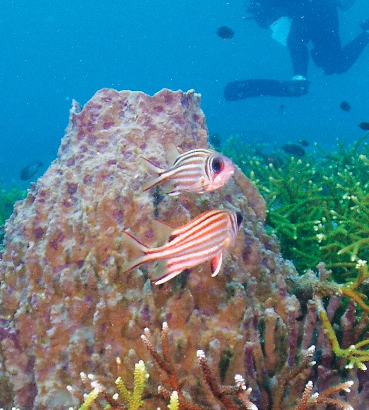 A fish surrounded by small silvery fish in the clear waters of Pulau Redang.