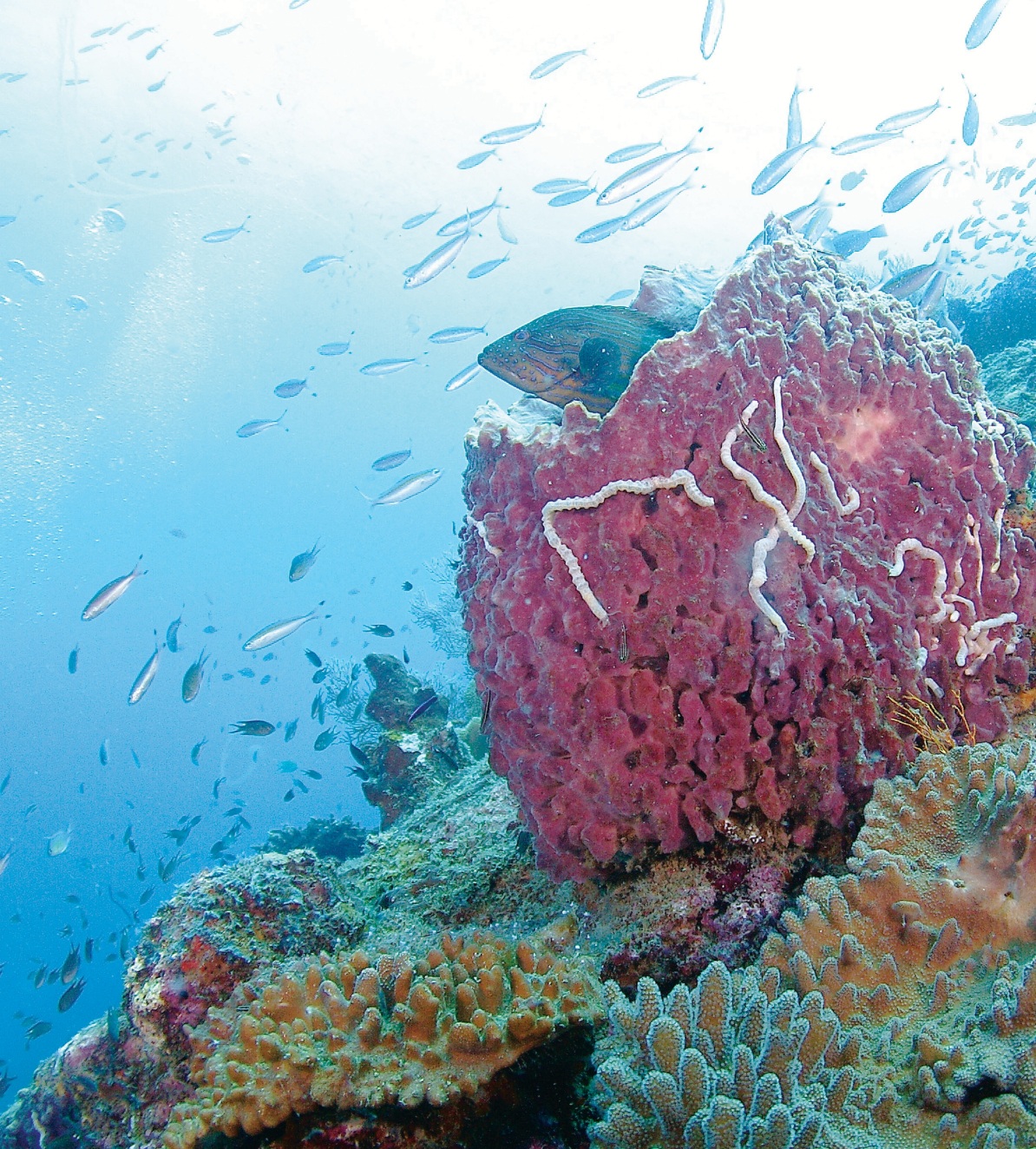 A close-up of coral formations in Pulau Redang