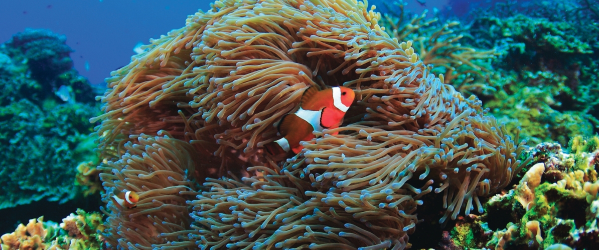 A clownfish swimming among sea anemones in the waters of Pulau Redang.