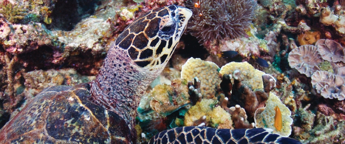 A hawksbill sea turtle swimming near a coral reef with clownfish in the waters of Pulau Redang.