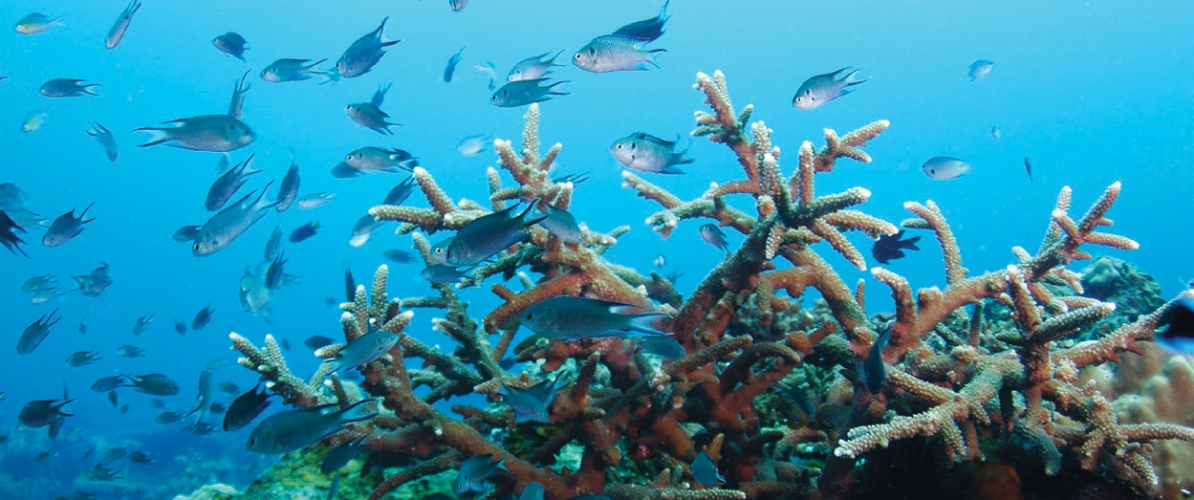 A close-up of coral formations in Pulau Redang