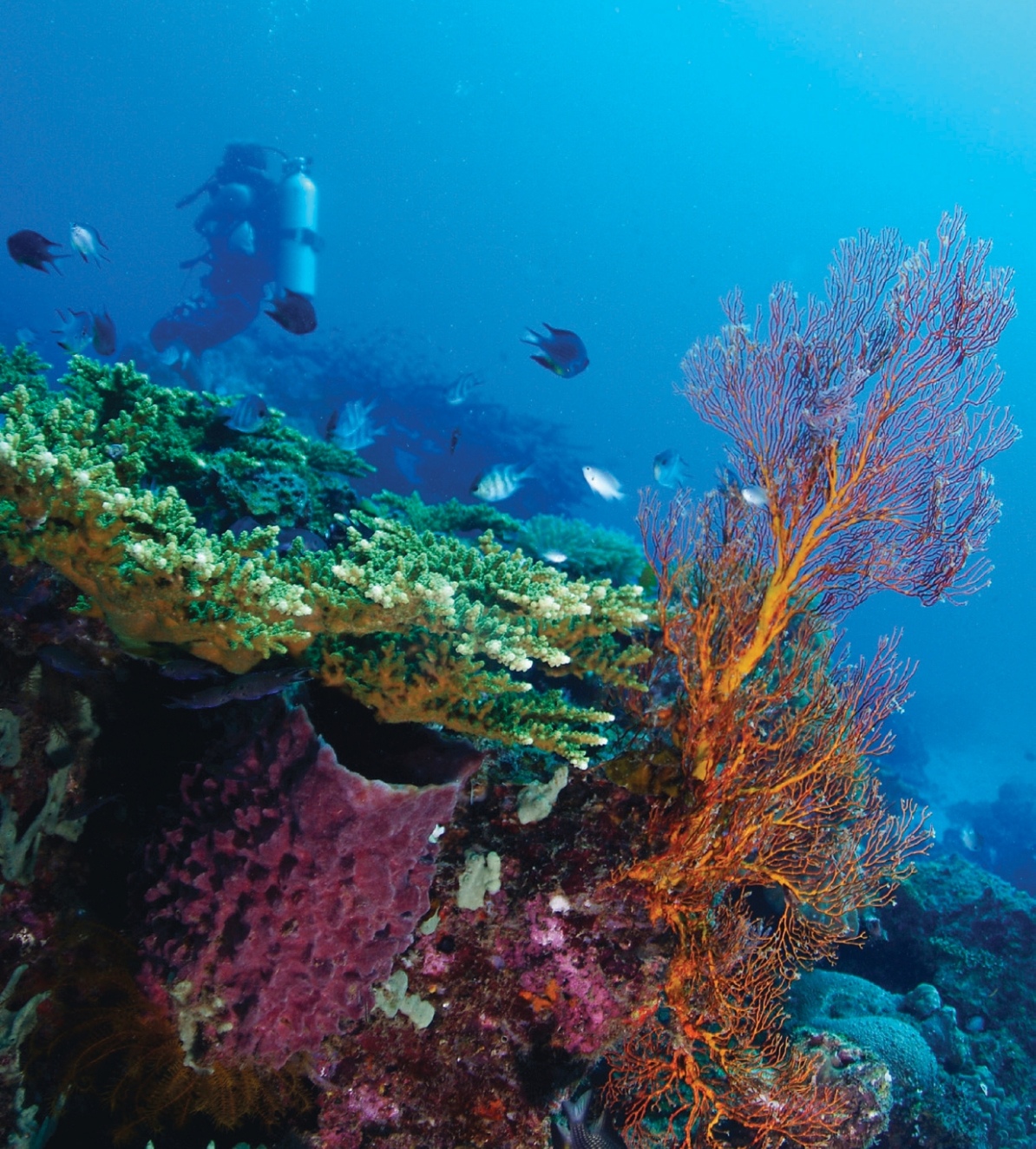 Colorful coral reef in Pulau Redang