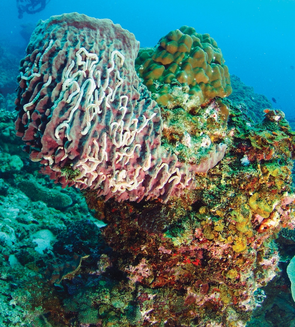 Colorful coral reef at Pulau Redang, featuring a large pinkish-purple coral with white patterns