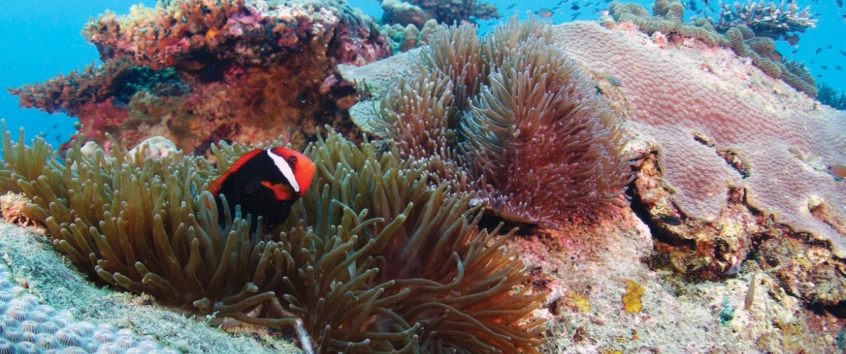 Clownfish swimming among sea anemones in the coral reefs of Pulau Redang