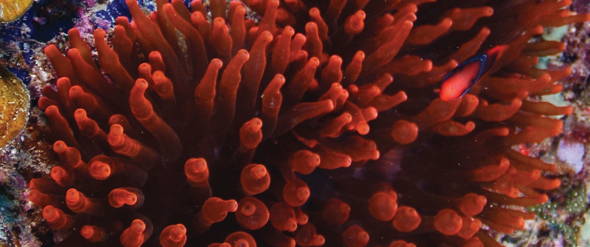 a vibrant red sea anemone  in Pulau Redang.