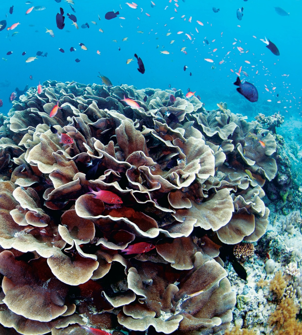 A breathtaking underwater scene from Pulau Sipadan