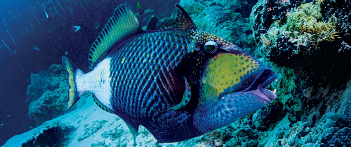 A triggerfish in the crystal-clear waters of Pulau Sipadan