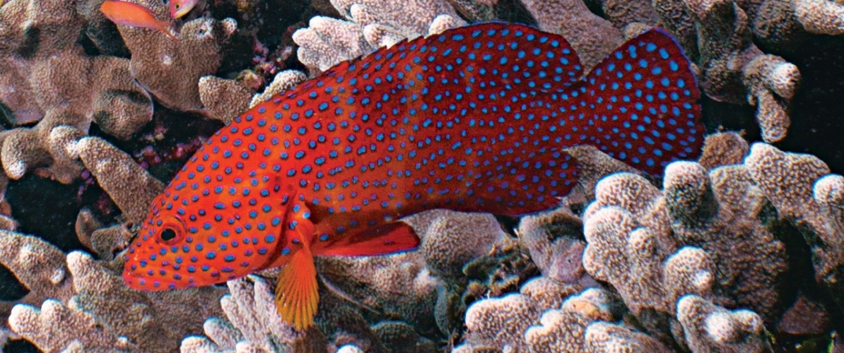 A colorful fish swimming among corals in Pulau Sipadan