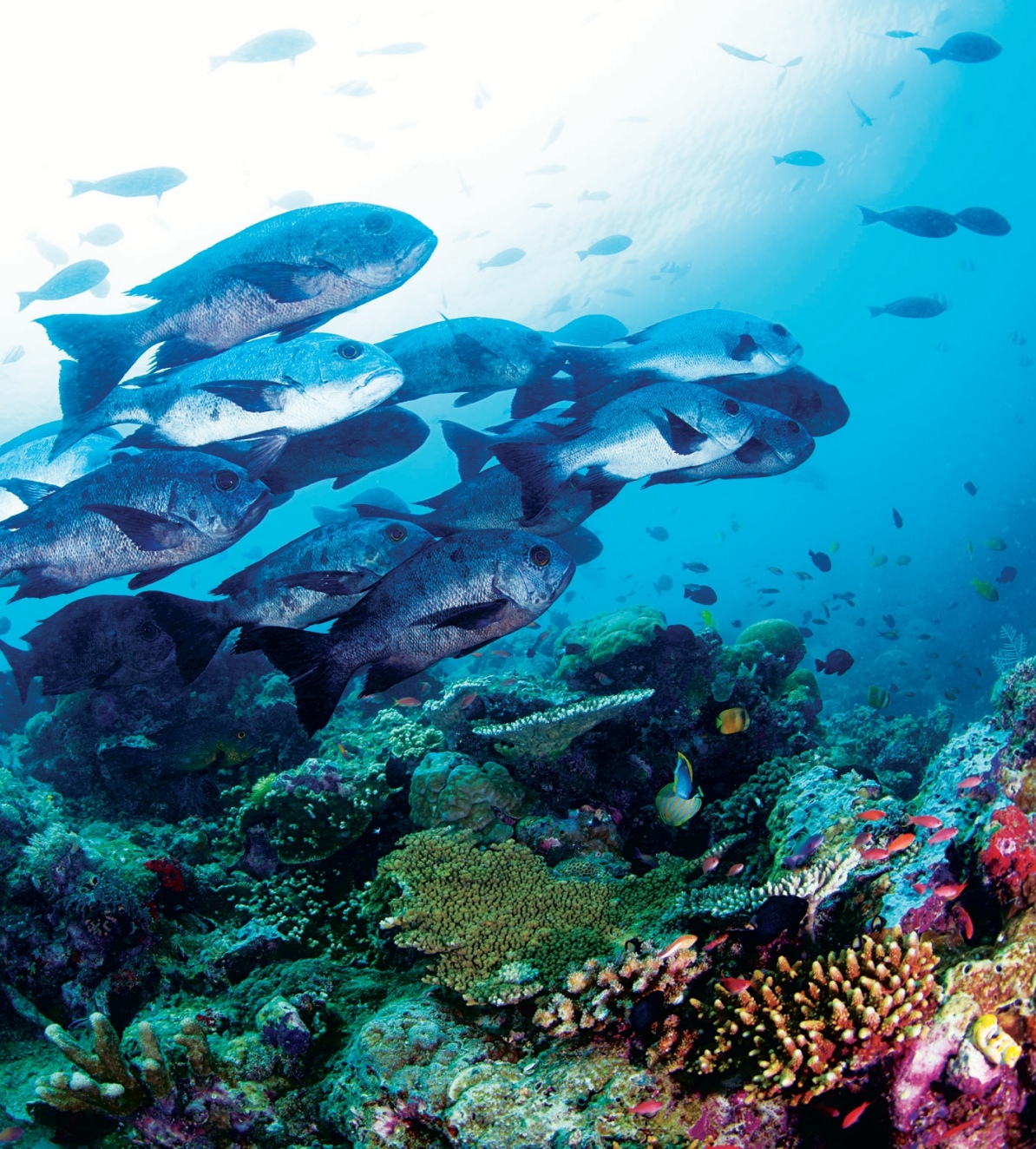 A school of fish swimming over a coral reef in Pulau Sipadan