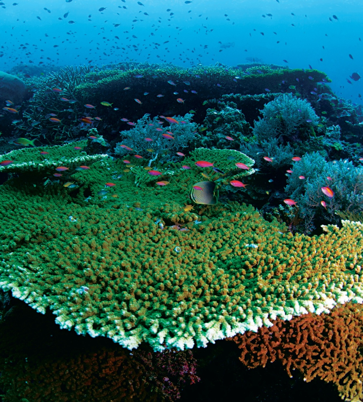 A vibrant coral reef in Pulau Sipadan with colorful fish swimming