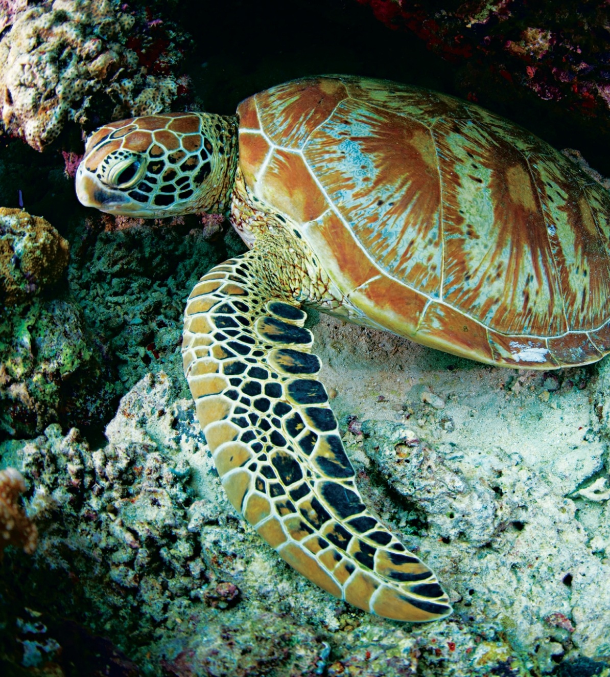 A majestic green sea turtle resting among the coral reefs of Pulau Sipadan